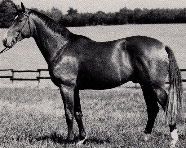 stallion Grande Planeet (Trakehner, 1974, from Cher xx)