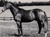 stallion Grande Planeet (Trakehner, 1974, from Cher xx)