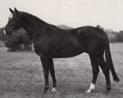 stallion Graffitti (Trakehner, 1985, from Ravel)