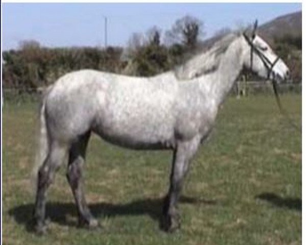 broodmare Callowfeenish Pride (Connemara Pony, 1956, from Carna Dun)