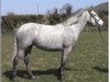 Zuchtstute Callowfeenish Pride (Connemara-Pony, 1956, von Carna Dun)