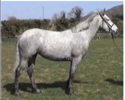 Zuchtstute Callowfeenish Pride (Connemara-Pony, 1956, von Carna Dun)