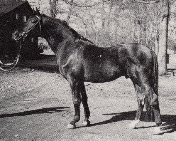 stallion Graciano (Trakehner, 1970, from Marengo)