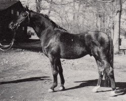 Deckhengst Graciano (Trakehner, 1970, von Marengo)