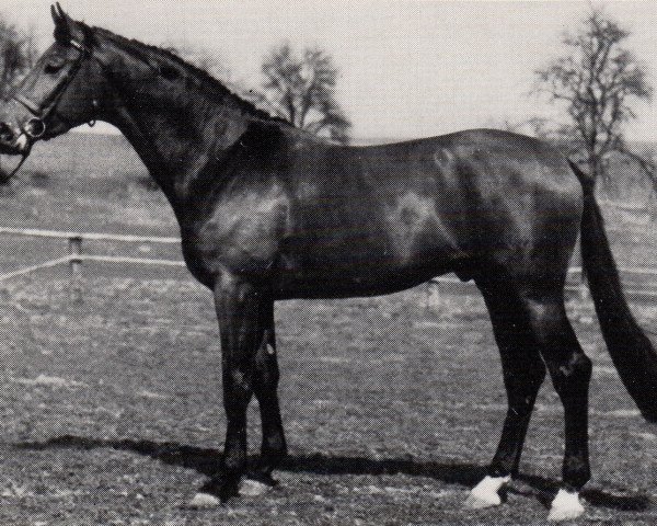 stallion Goldtau (Trakehner, 1983, from Mahagoni)