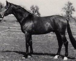 Deckhengst Goldtau (Trakehner, 1983, von Mahagoni)