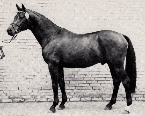 stallion Giorgio Armani (Trakehner, 1986, from Arogno)