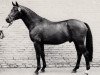 stallion Giorgio Armani (Trakehner, 1986, from Arogno)