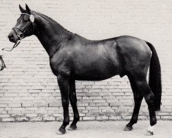 Deckhengst Giorgio Armani (Trakehner, 1986, von Arogno)