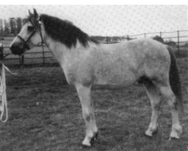 stallion Thunderbolt (Connemara Pony, 1963, from Thunder)