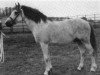 stallion Thunderbolt (Connemara Pony, 1963, from Thunder)