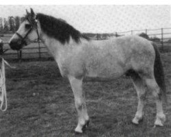 stallion Thunderbolt (Connemara Pony, 1963, from Thunder)