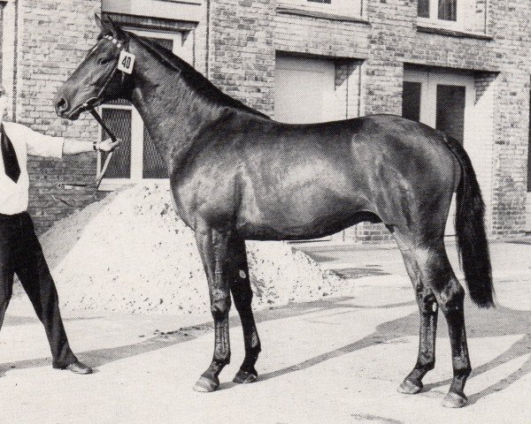 stallion Gajus (Trakehner, 1974, from Flaneur)