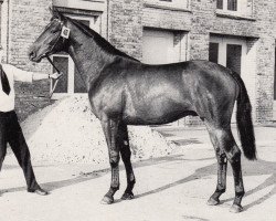 Deckhengst Gajus (Trakehner, 1974, von Flaneur)