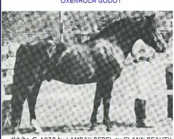 stallion Øxenholm Godot (Connemara Pony, 1970, from Lambay Rebel CH 1)