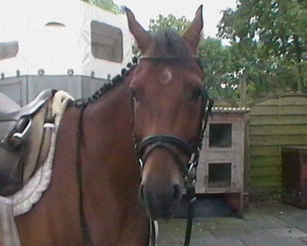 dressage horse D' Artagnon 3 (Little German Riding Horse, 2006, from Dacapo)