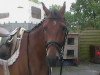 dressage horse D' Artagnon 3 (Little German Riding Horse, 2006, from Dacapo)