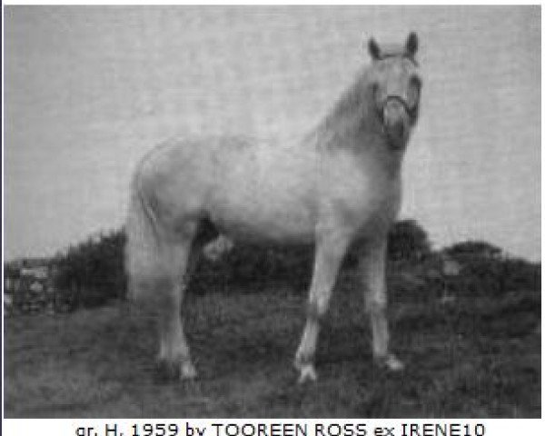 Deckhengst Bridge Boy (Connemara-Pony, 1959, von Tooreen Ross)