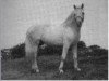 stallion Bridge Boy (Connemara Pony, 1959, from Tooreen Ross)