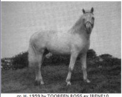 stallion Bridge Boy (Connemara Pony, 1959, from Tooreen Ross)