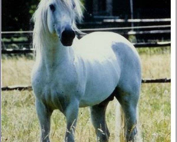 stallion Caraway (Connemara Pony, 1978, from Carrabaun Boy)