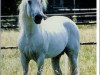 stallion Caraway (Connemara Pony, 1978, from Carrabaun Boy)