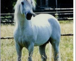 stallion Caraway (Connemara Pony, 1978, from Carrabaun Boy)