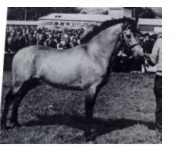 stallion Mac Duff (Connemara Pony, 1964, from Dun Aengus)