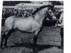 stallion Mac Duff (Connemara Pony, 1964, from Dun Aengus)