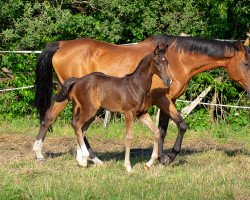 Springpferd Hengst von Cornet's Quaprice / Capilano (Holsteiner, 2021, von Cornet's Quaprice)