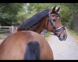 dressage horse Rasputin M 2 (Hanoverian, 2005, from Rousseau)