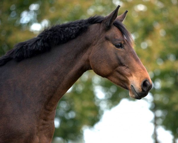 horse Nala's Bergprinzessin (Trakehner, 2011, from Couracius)