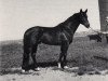 stallion Atlas I (Trakehner, 1976, from Persaldo)