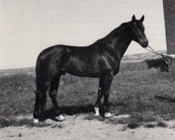 stallion Atlas I (Trakehner, 1976, from Persaldo)