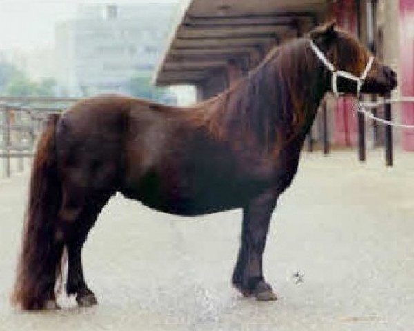 Zuchtstute Moss Side Merry Girl (Shetland Pony (unter 87 cm),  , von Knock Merry Roundalay)