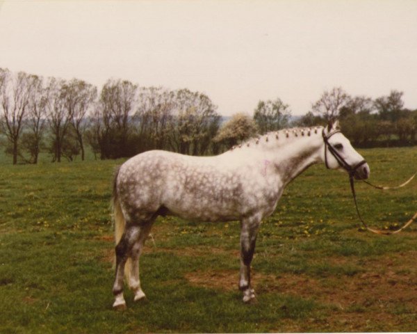 Deckhengst Bolster Spark (Welsh Pony (Sek.B), 1972, von Keston Blue Chip)