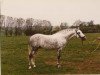 stallion Bolster Spark (Welsh-Pony (Section B), 1972, from Keston Blue Chip)
