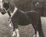 Zuchtstute Adele van 't Rinkveld (Shetland Pony (unter 87 cm), 1986, von Boltwood Prince Charles)