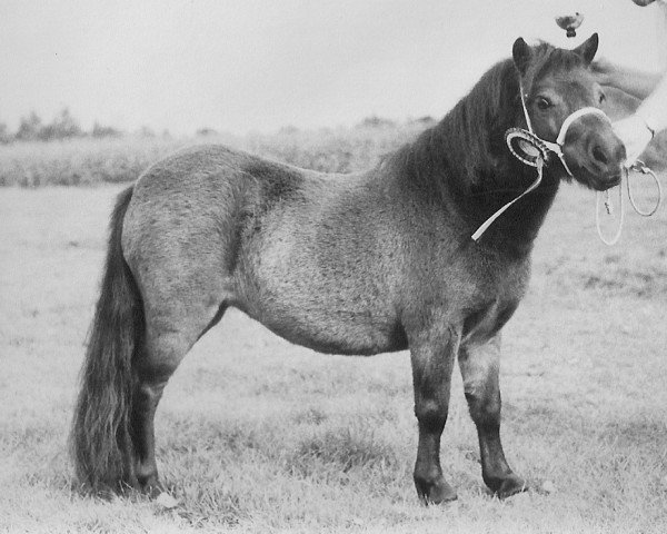 broodmare Angel van de gemarisahof (Shetland pony (under 87 cm), 1986, from Fairy Goldsmith)