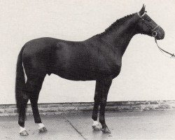 stallion Atlas II (Trakehner, 1978, from Persaldo)