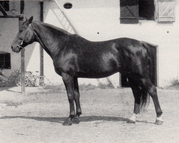 stallion Athlet (Trakehner, 1969, from Donauwind)