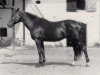stallion Athlet (Trakehner, 1969, from Donauwind)