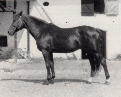 Deckhengst Athlet (Trakehner, 1969, von Donauwind)