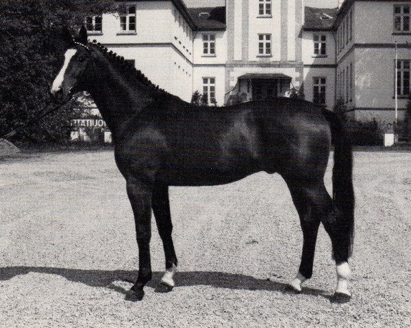 Deckhengst Arrak (Trakehner, 1977, von Ibikus)