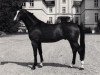 stallion Arrak (Trakehner, 1977, from Ibikus)