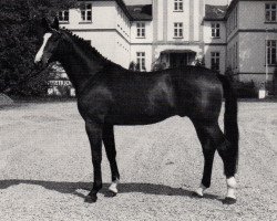 stallion Arrak (Trakehner, 1977, from Ibikus)