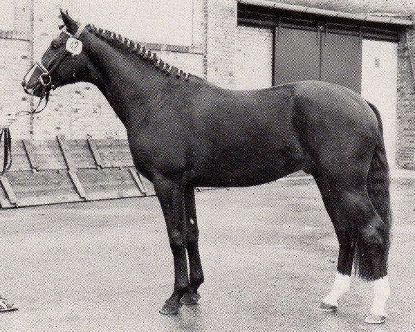 stallion Argument (Trakehner, 1980, from Ordensglanz)