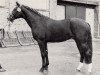 stallion Argument (Trakehner, 1980, from Ordensglanz)