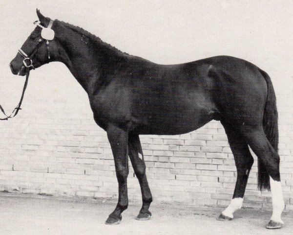 stallion Argonaut (Trakehner, 1981, from Ordensglanz)