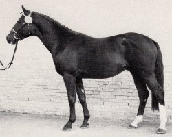 stallion Argonaut (Trakehner, 1981, from Ordensglanz)